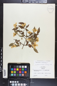 Philadelphus inodorus image