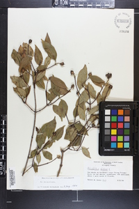 Philadelphus inodorus image