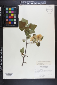 Malus coronaria image