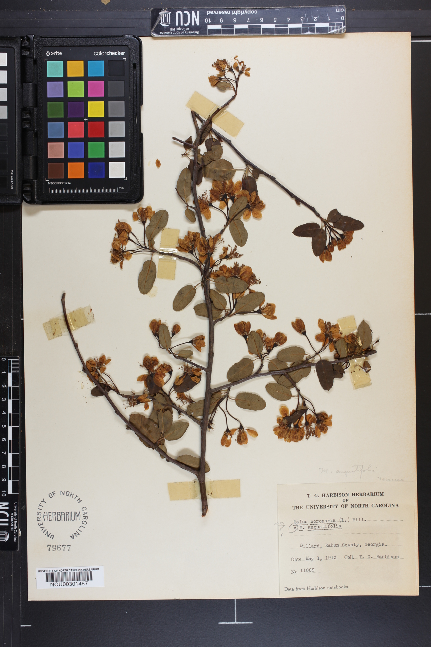 Malus bracteata image