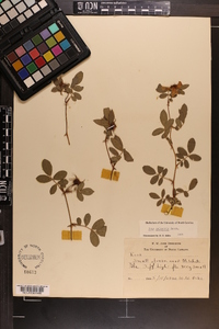 Rosa palustris image