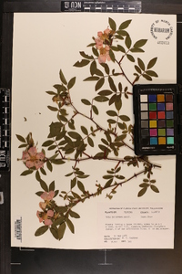 Rosa palustris image