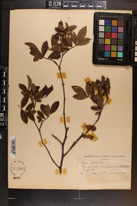 Rosa palustris image