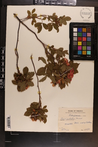 Rosa palustris image