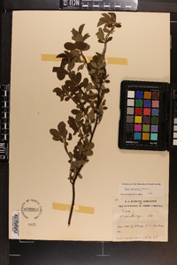 Rosa palustris image