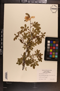 Rosa palustris image