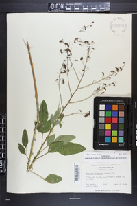 Desmodium tortuosum image