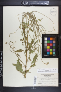 Desmodium tortuosum image