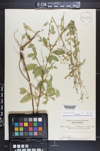 Desmodium tortuosum image