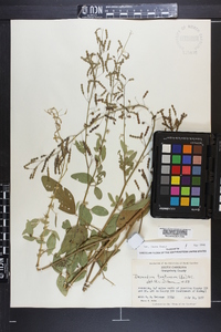 Desmodium tortuosum image