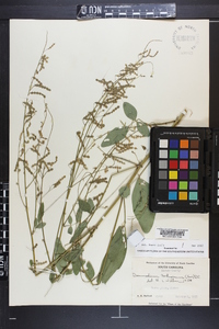 Desmodium tortuosum image