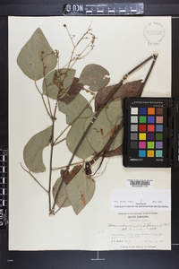 Desmodium viridiflorum image