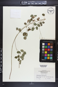 Desmodium lineatum image