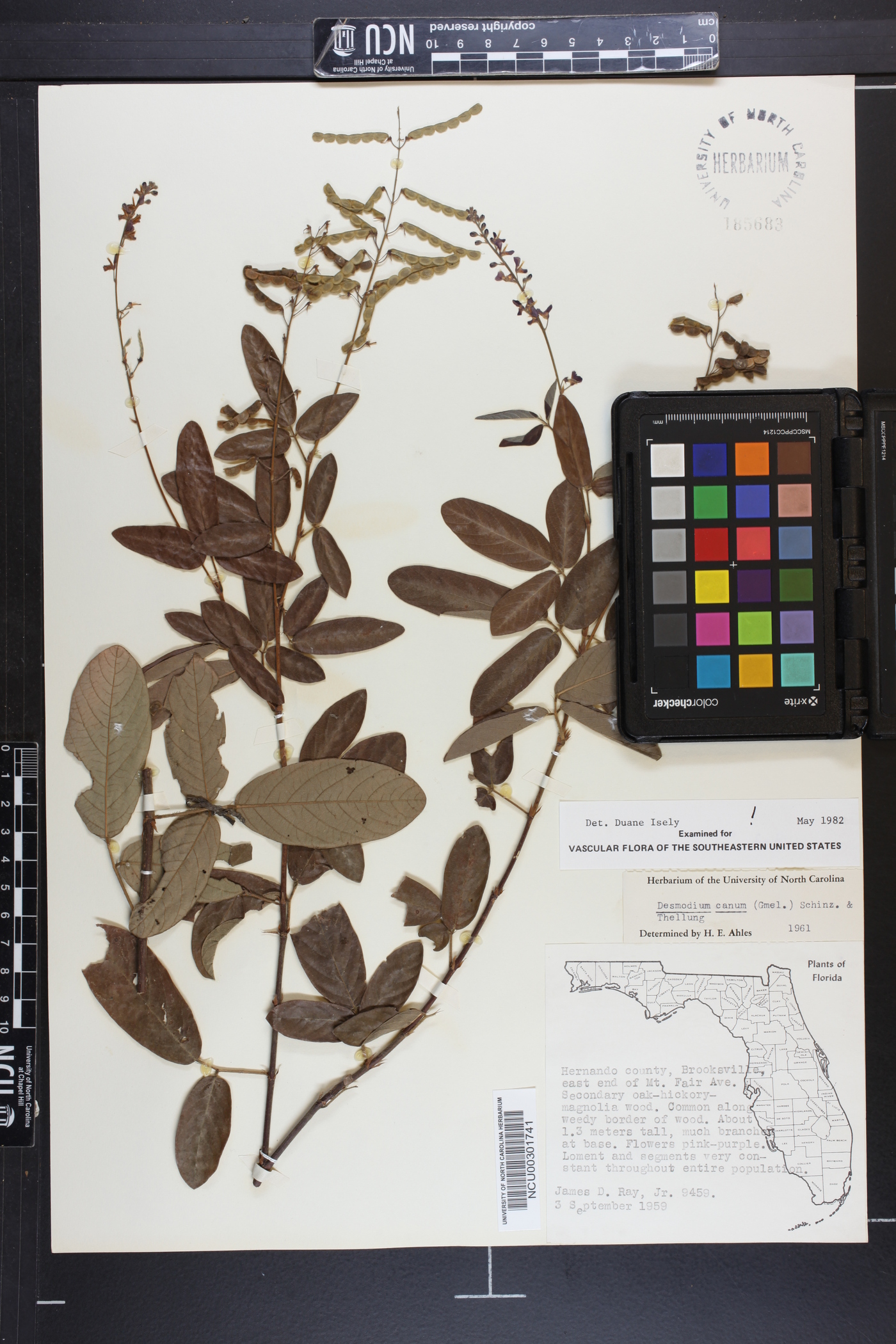 Desmodium incanum var. incanum image