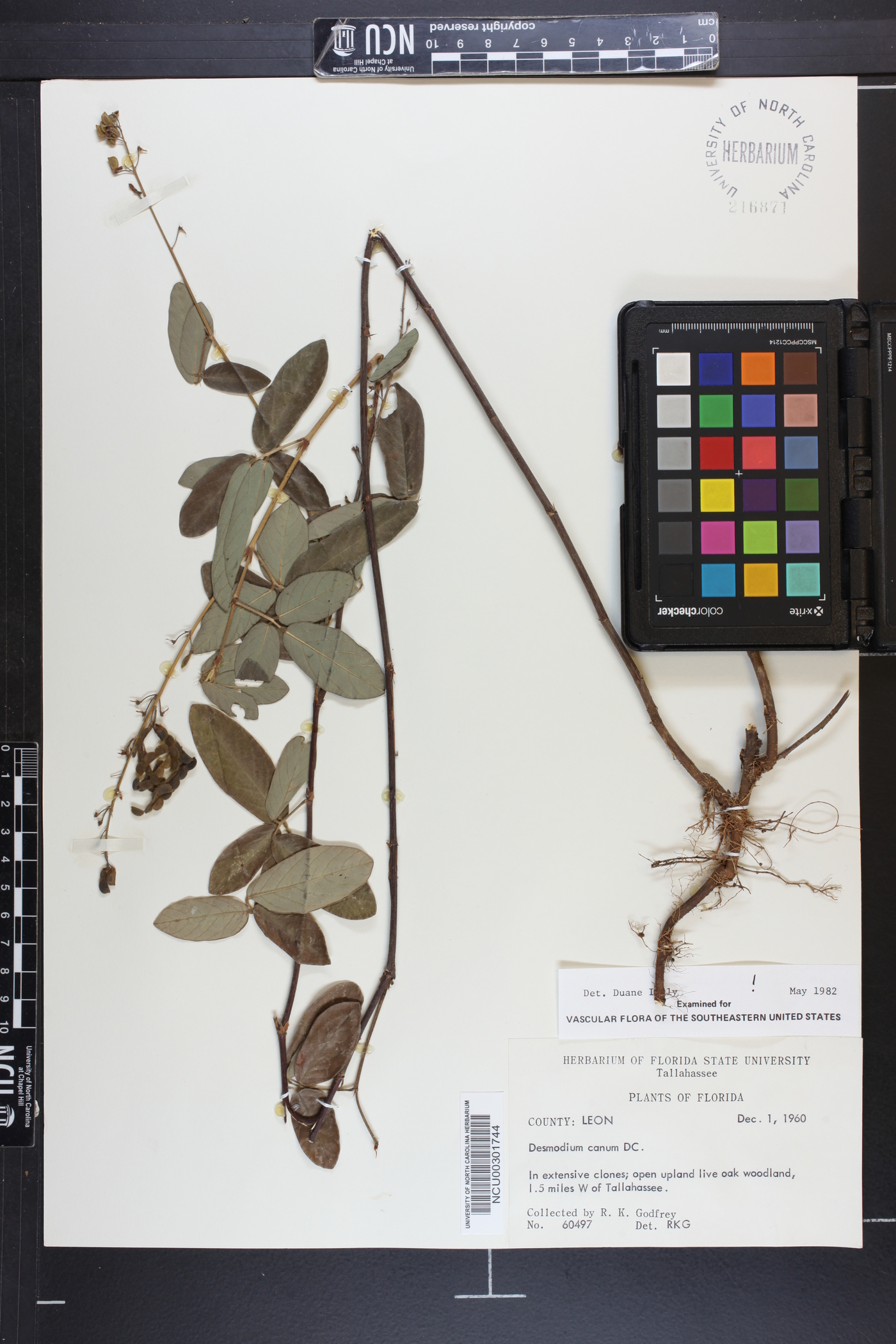 Desmodium incanum var. incanum image
