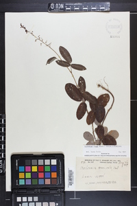 Desmodium incanum image