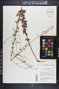 Desmodium ciliare image