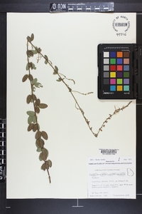 Desmodium ciliare image