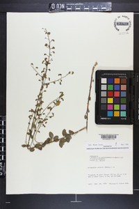 Desmodium ciliare image