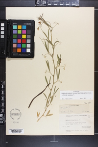 Lathyrus hirsutus image