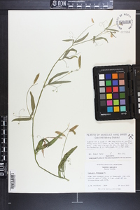 Lathyrus hirsutus image