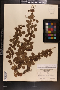 Desmodium lineatum image