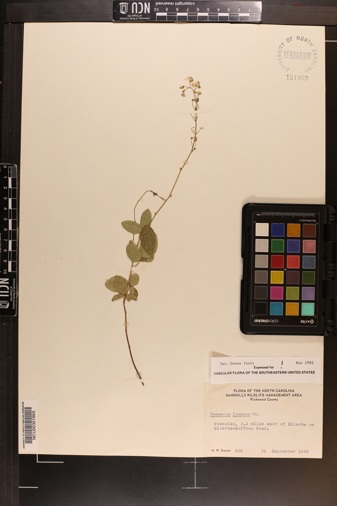 Desmodium lineatum image