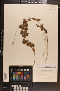 Desmodium lineatum image