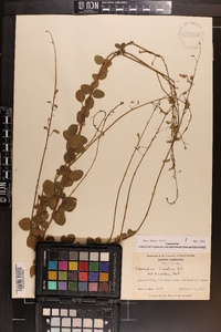 Desmodium lineatum image