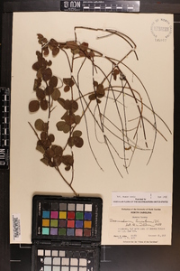 Desmodium lineatum image