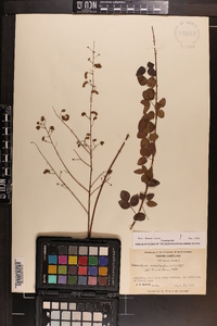 Desmodium marilandicum image