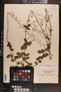 Desmodium marilandicum image