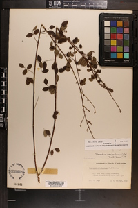 Desmodium marilandicum image