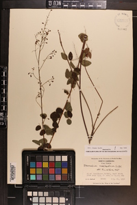 Desmodium marilandicum image