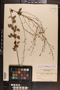 Desmodium marilandicum image