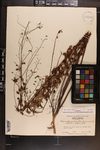 Desmodium marilandicum image