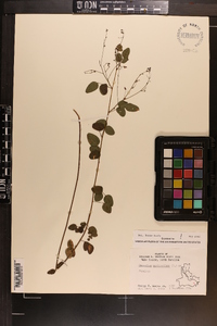 Desmodium marilandicum image