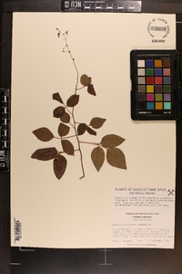 Desmodium laevigatum image