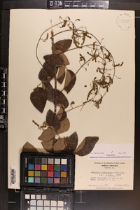 Desmodium laevigatum image