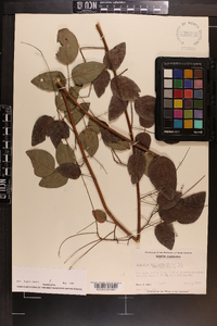 Desmodium laevigatum image