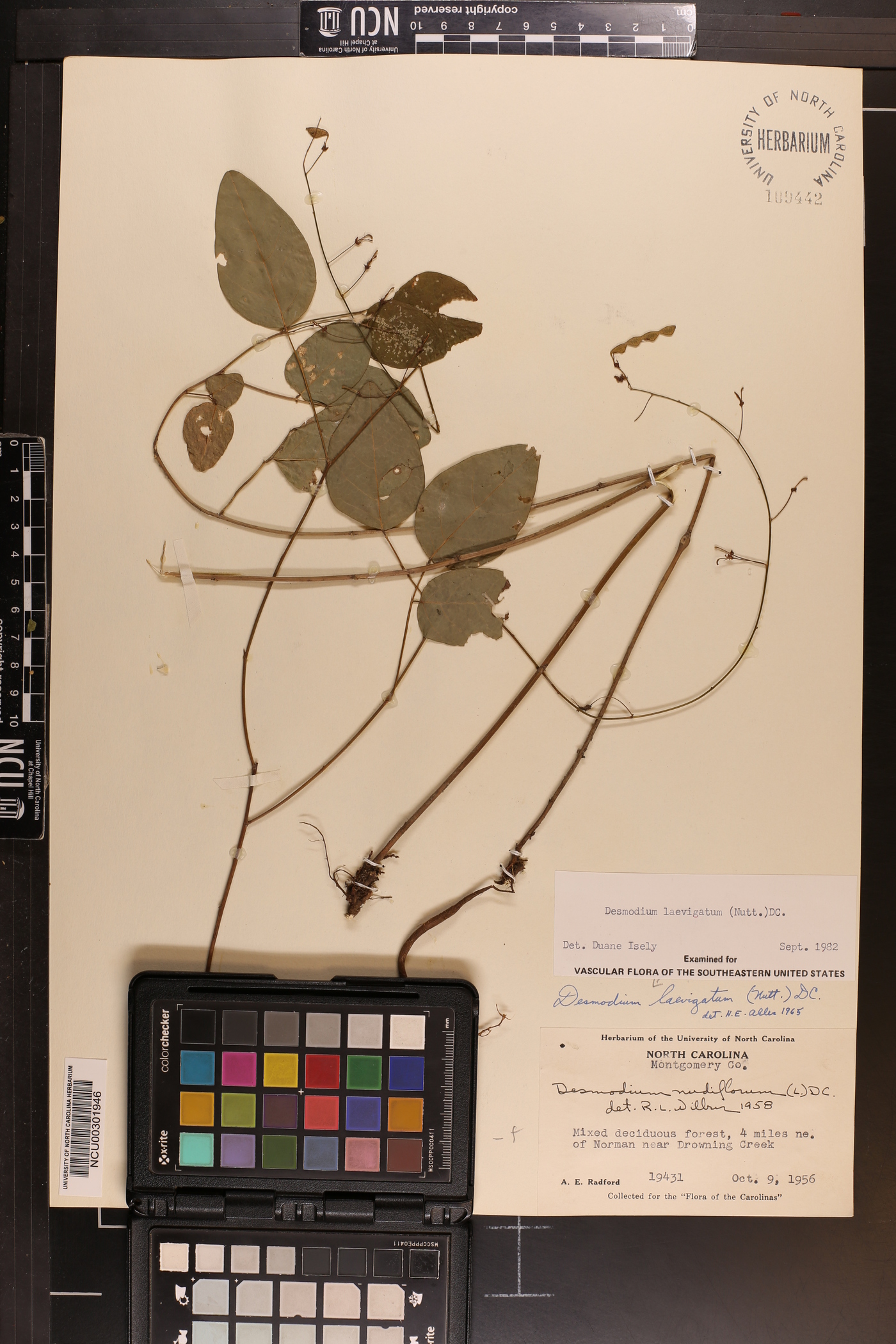 Desmodium laevigatum image