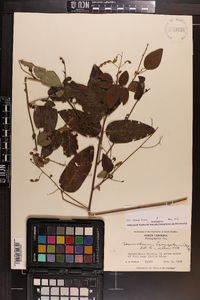 Desmodium laevigatum image