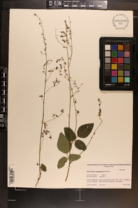 Desmodium laevigatum image