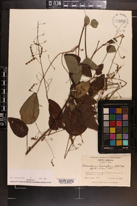 Desmodium laevigatum image