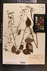 Desmodium laevigatum image