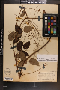 Desmodium laevigatum image