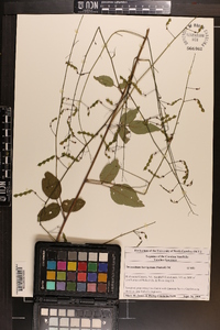 Desmodium laevigatum image