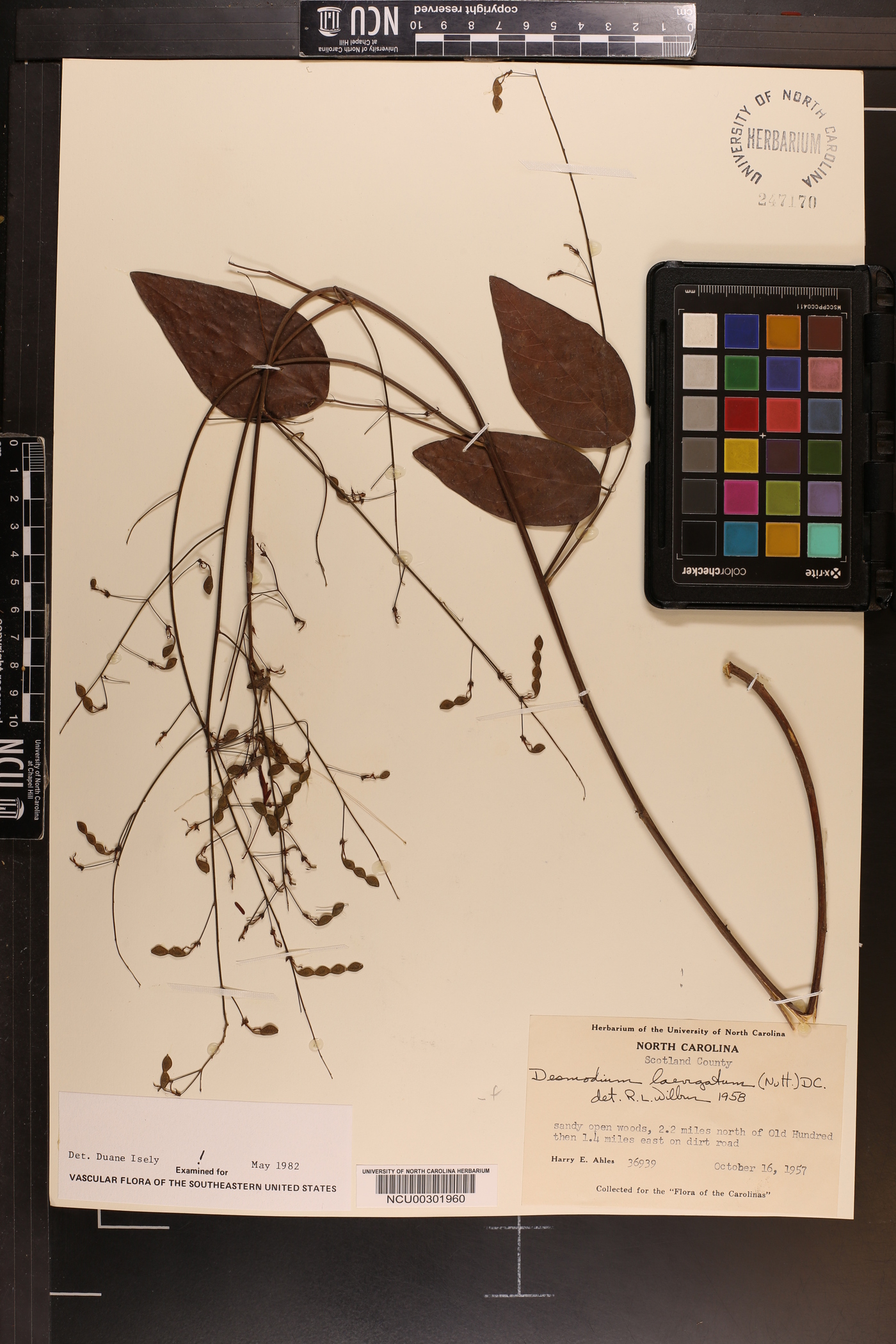 Desmodium laevigatum image