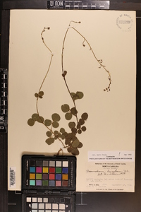 Desmodium lineatum image