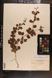 Desmodium lineatum image